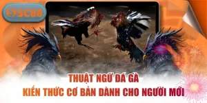 Đá Gà SC88 – Sân Chơi Chọi Kê Trực Tuyến Hấp Dẫn Nhất