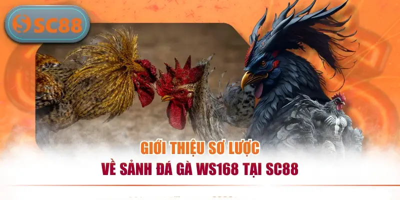 Sảnh Đá Gà WS168 Trực Tuyến Đẳng Cấp Uy Tín Hàng Đầu 2026