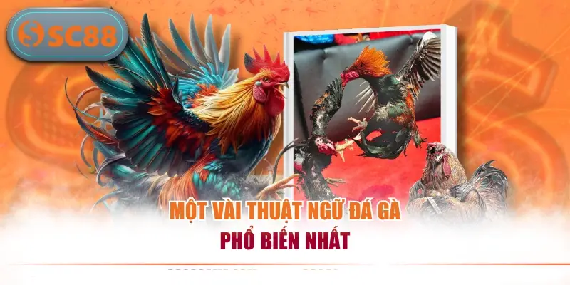 Thuật Ngữ Đá Gà - Kiến Thức Cơ Bản Dành Cho Người Mới