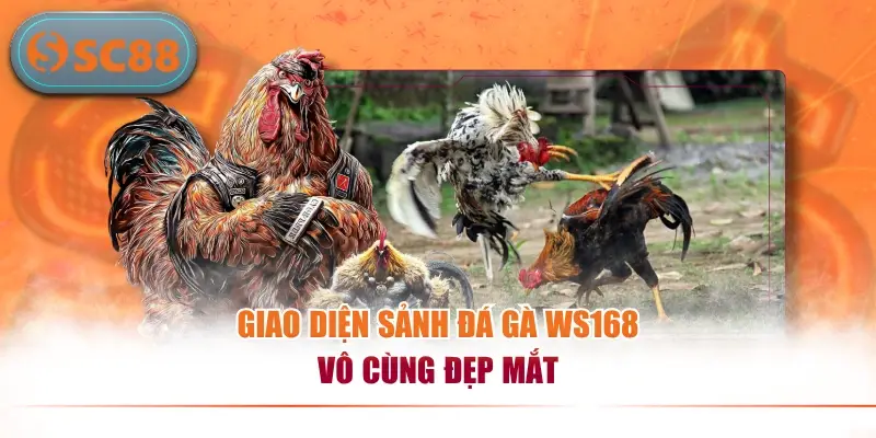 Sảnh Đá Gà WS168 Trực Tuyến Đẳng Cấp Uy Tín Hàng Đầu 2026