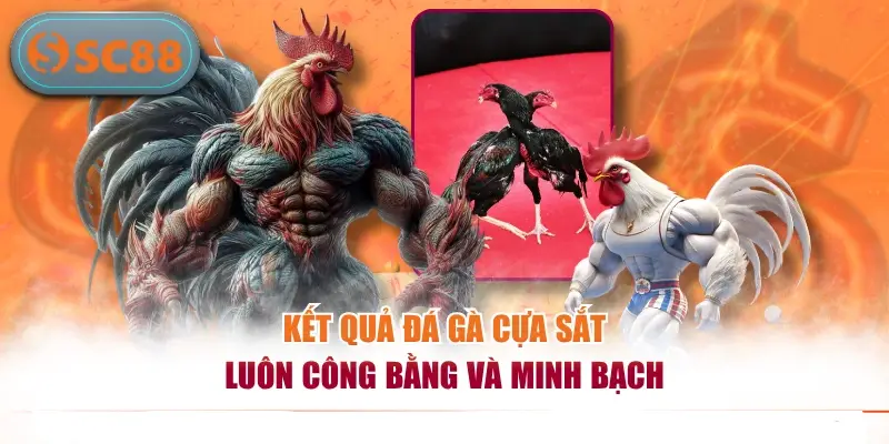 Sức Hút Của Đá Gà Cựa Sắt Cùng Chiến Thuật Chơi Hiệu Quả
