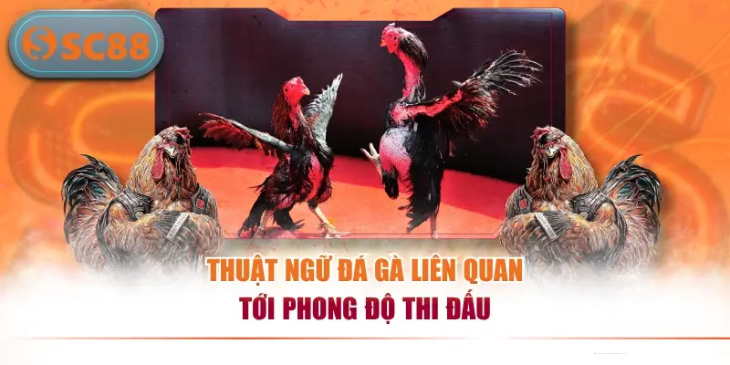 Thuật Ngữ Đá Gà - Kiến Thức Cơ Bản Dành Cho Người Mới