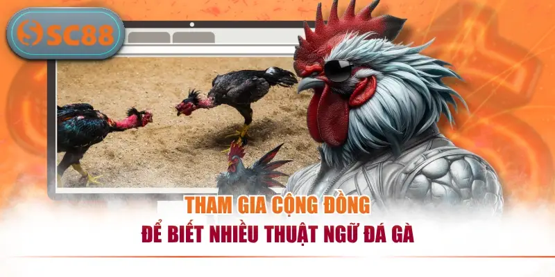Thuật Ngữ Đá Gà - Kiến Thức Cơ Bản Dành Cho Người Mới